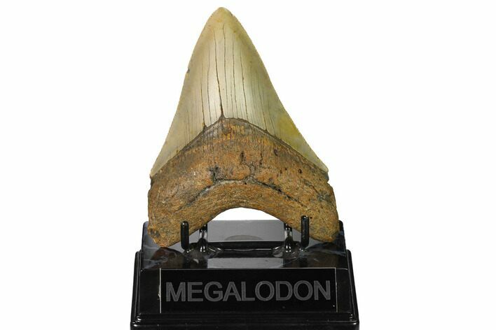 Serrated, Fossil Megalodon Tooth - North Carolina #164824